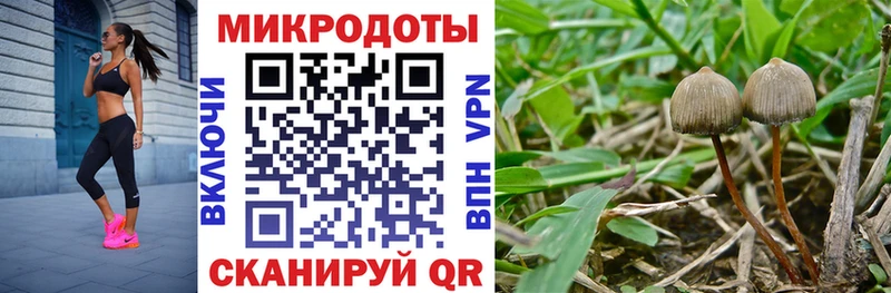 Псилоцибиновые грибы Psilocybe  Купить закладки  Кукмор 